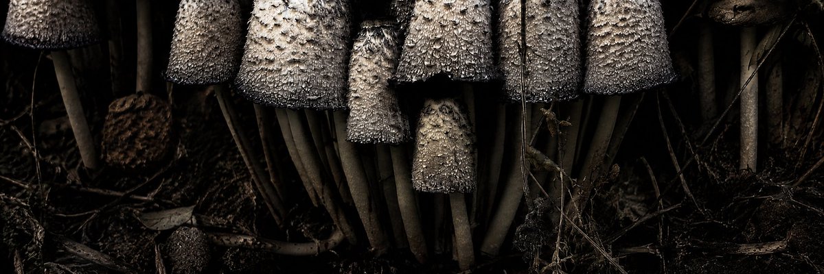 Create an ultra-wide 3:1 cinematic macro photograph of a dense cluster of tall shaggy ink cap mushrooms growing in a da…