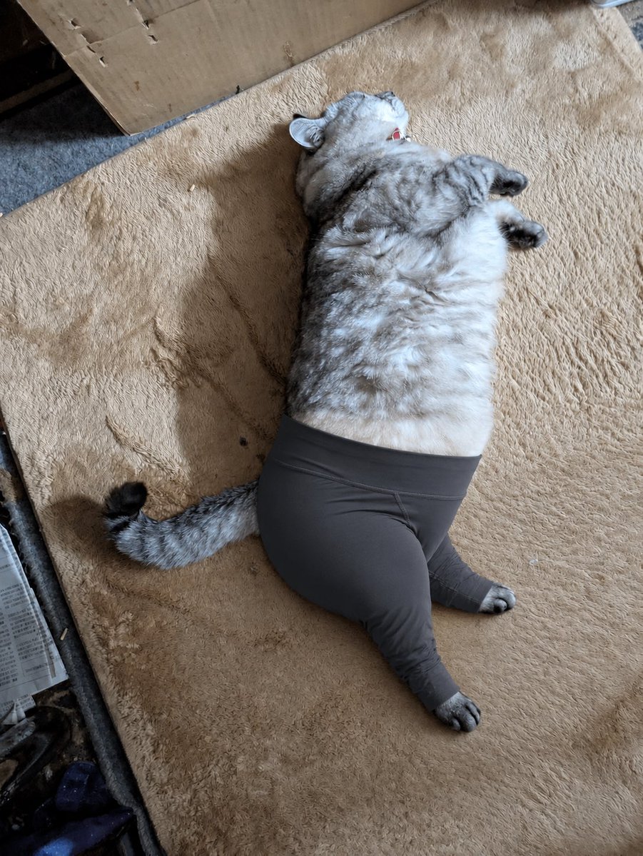 Using REFERENCE_0, edit only the cat’s lower body by adding snug dark gray yoga pants/leggings. Keep the cat’s pose, he…
